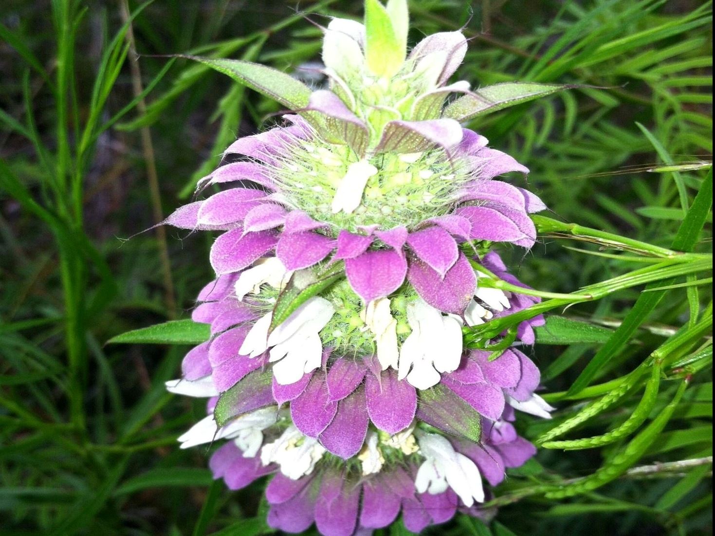 Horsemint