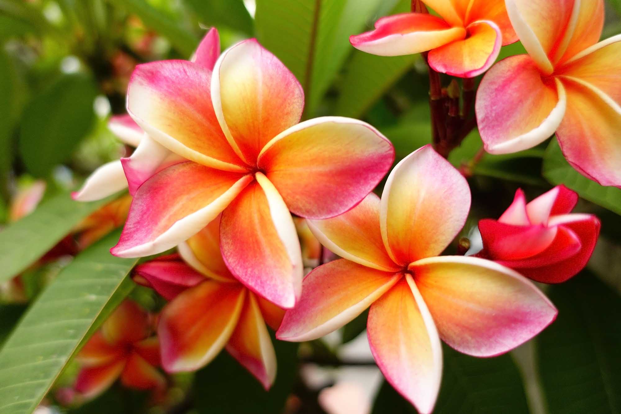 Frangipani